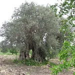 Bed and breakfast Macalube Aragona