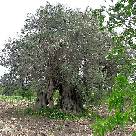 Macalube Aragona